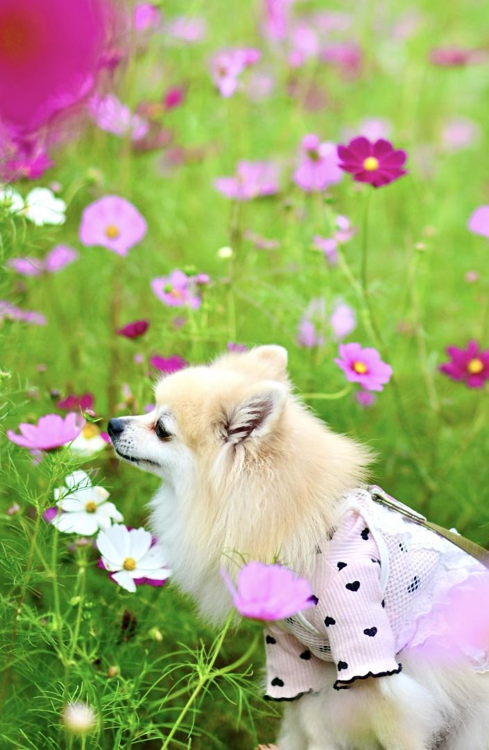 秋の彩りと香り