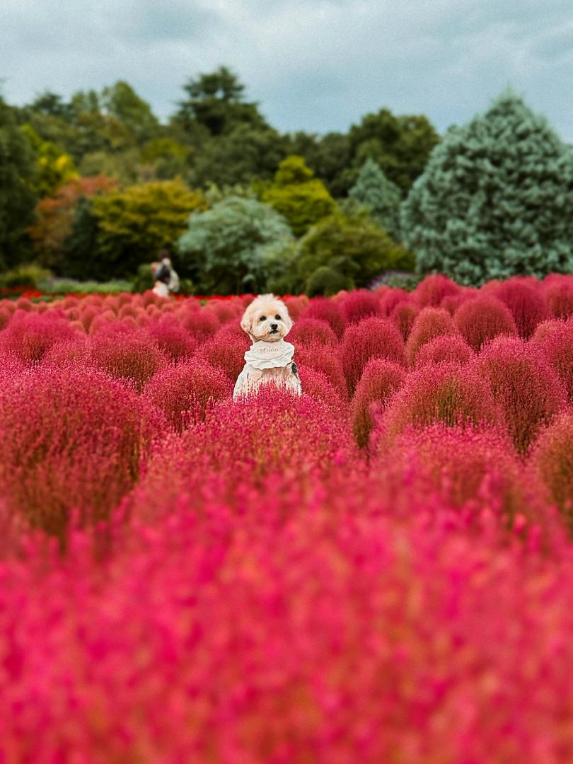 KOKIA