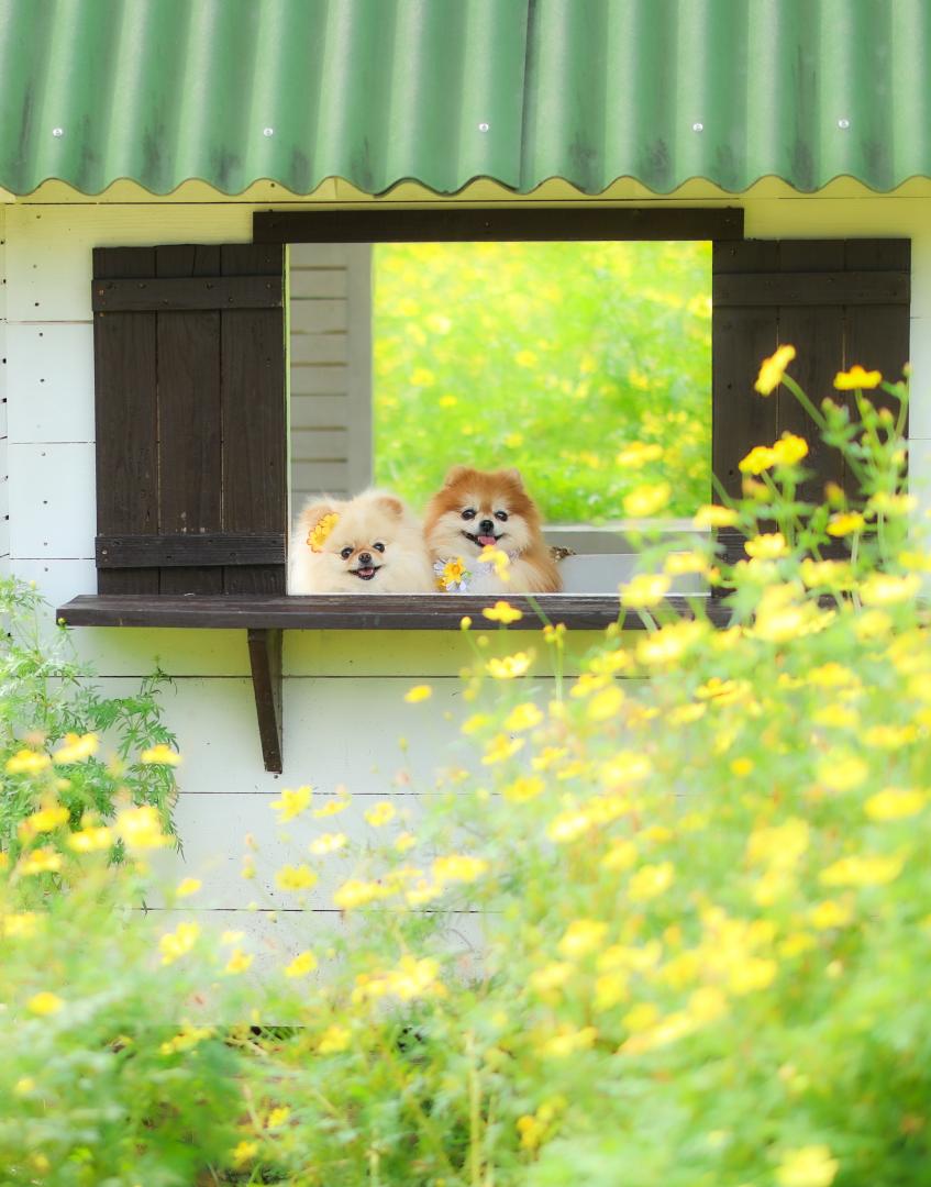 なかよし兄妹