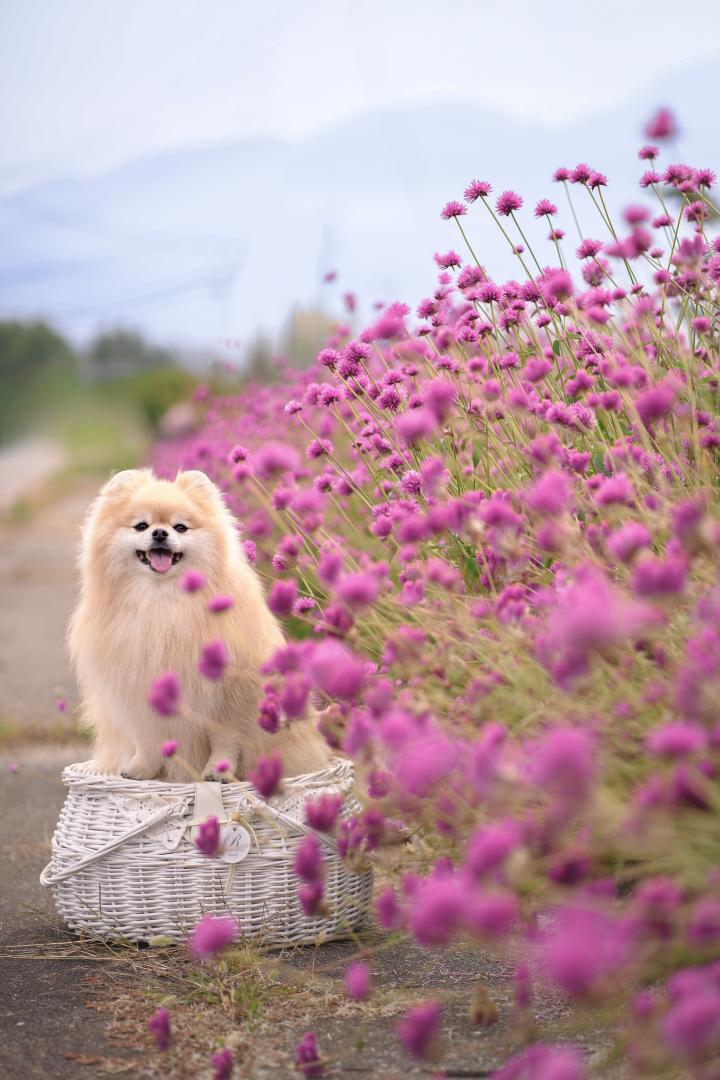 赤そばの花とノエル