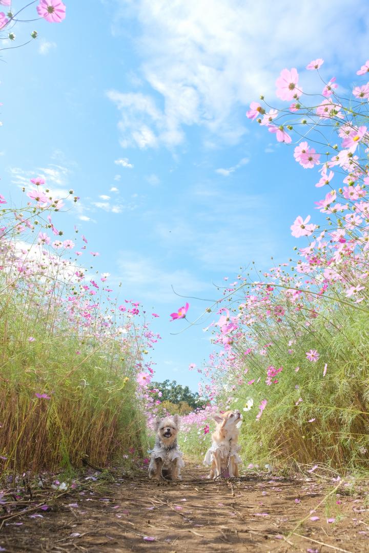 コスモスと青空