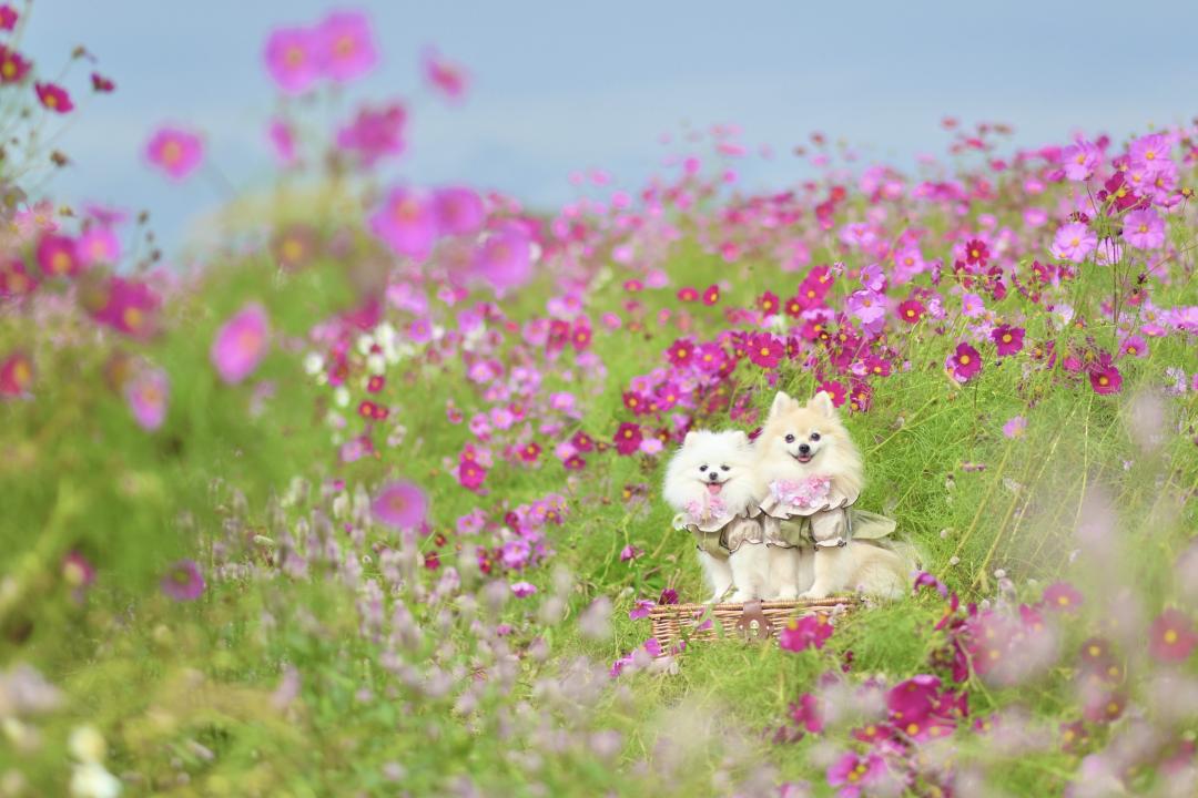 秋桜の優しさに包まれて