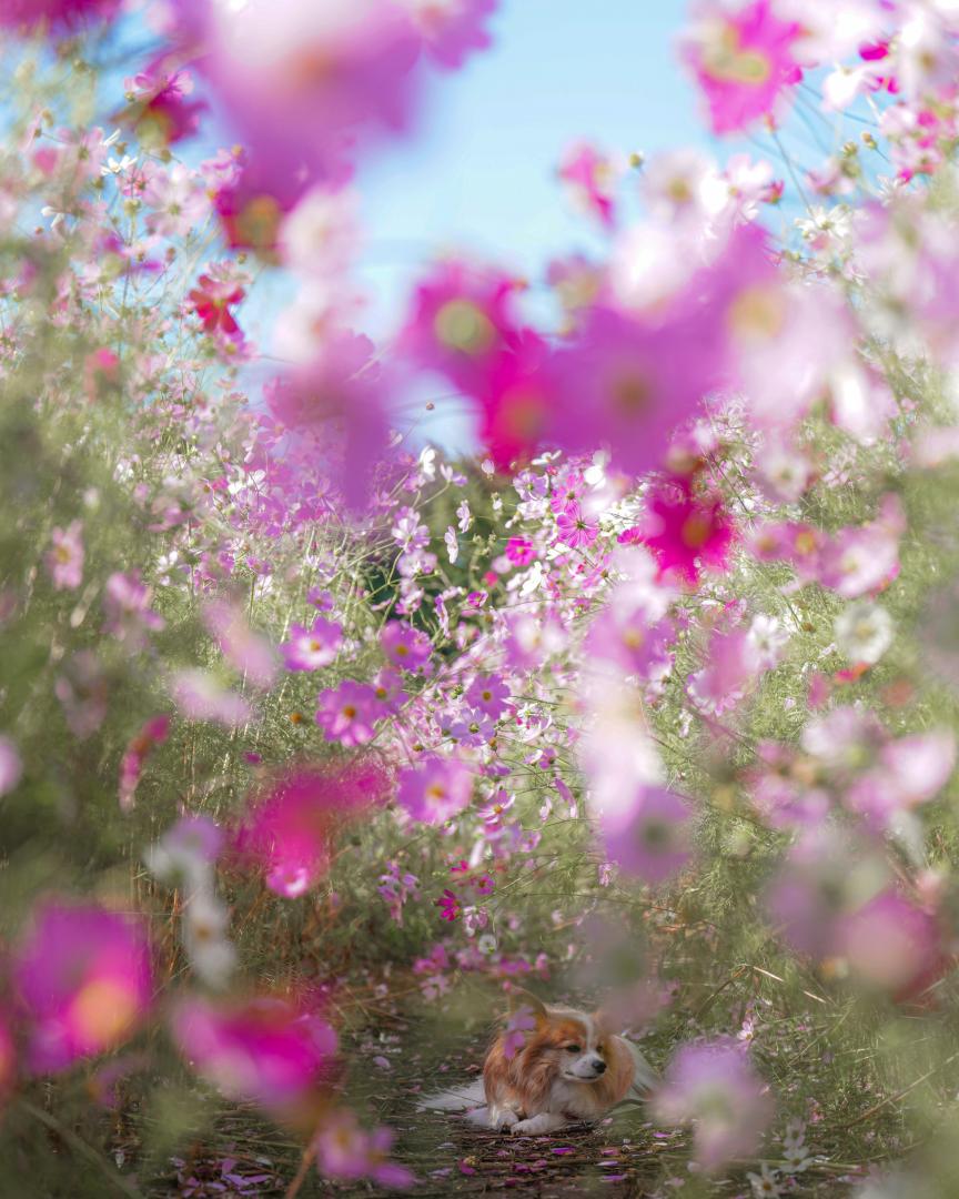 秋桜踊る