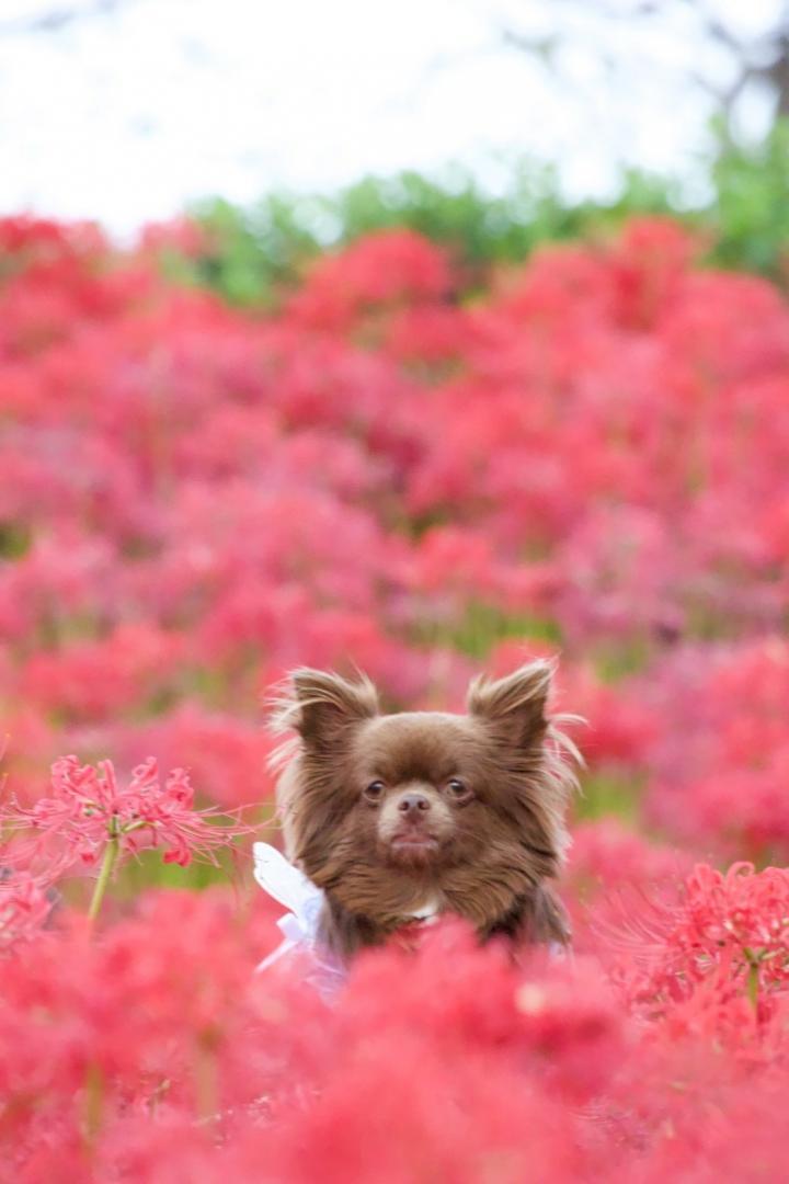 権現堂の曼珠沙華