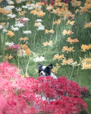 曼珠沙華に囲まれて