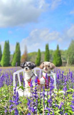 過ぎ行く夏に想いをはせて