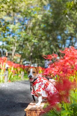 彼岸花に囲まれて
