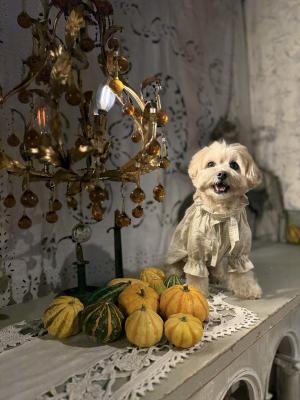 ハロウィンの準備