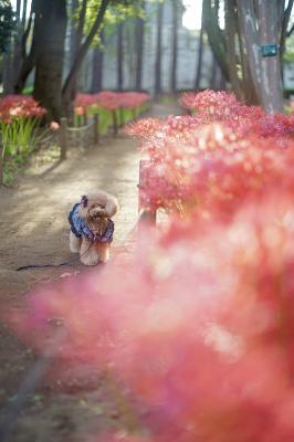 キラキラ曼珠沙華とキラキラ笑顔