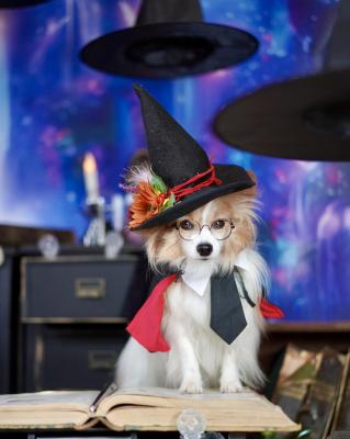 魔法の授業始めます