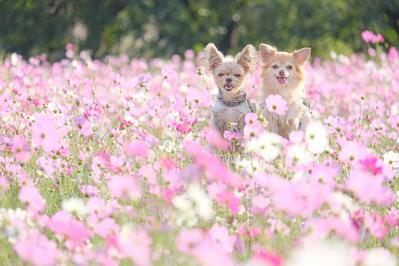 満開のコスモス畑で