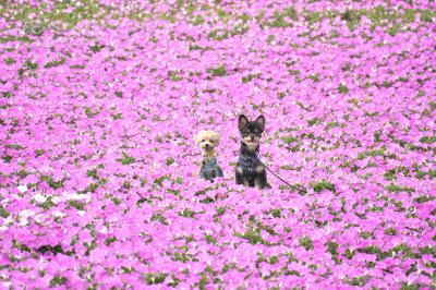 ペチュニア畑で。