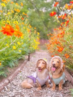 キバナコスモスの小径