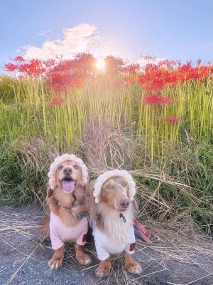 日本の風景になじむわが子