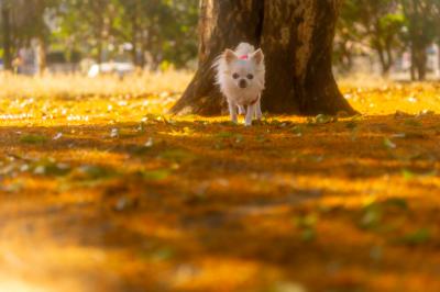 金木犀の絨毯を駆け抜ける