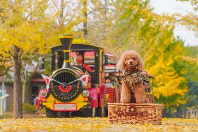 スカイトレインと愛犬