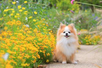 イエローガーデン