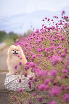 赤そばの花とノエル