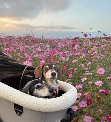 花のように、優しく生きて