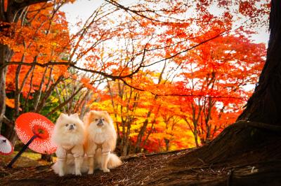 紅葉とイチとコッペ