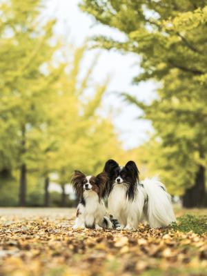 もう少しで黄色