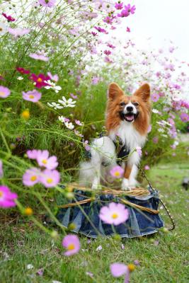 コスモスいっぱい！