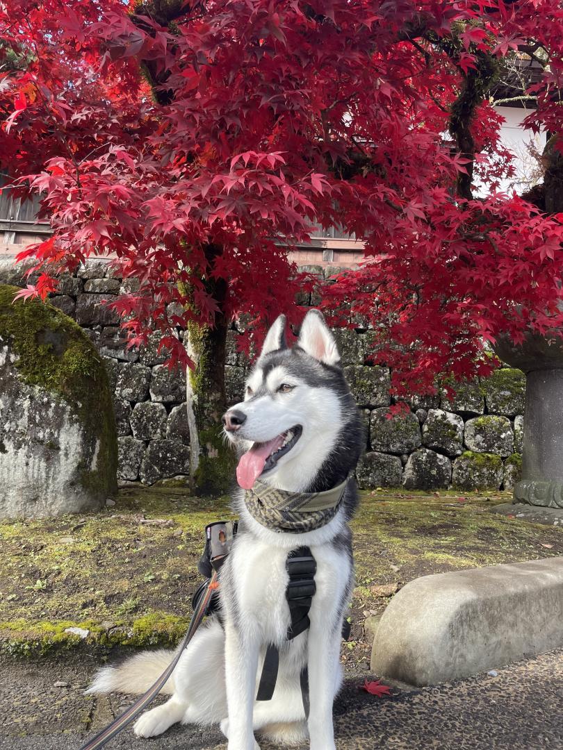 紅葉と微笑み