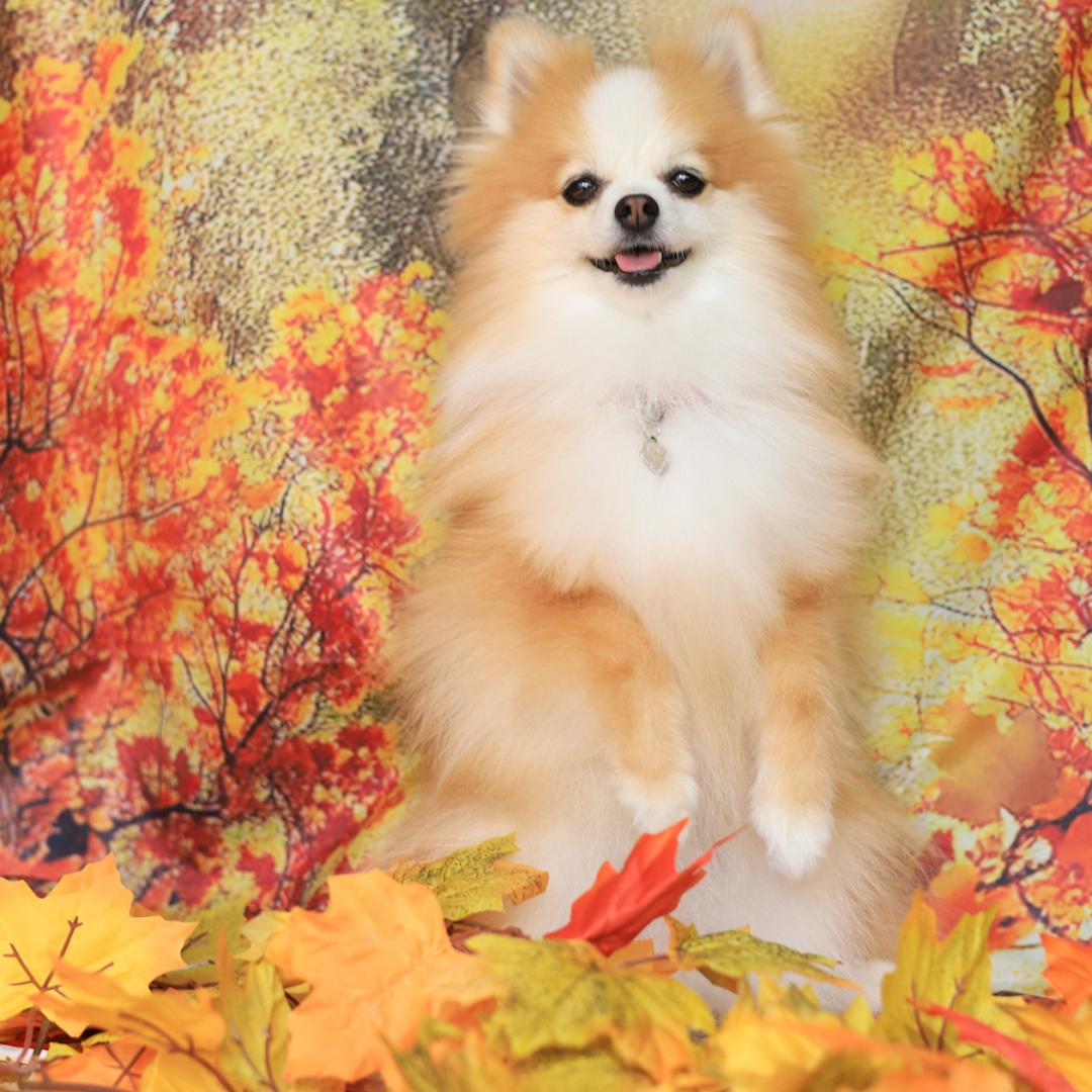 おうちの中で紅葉狩り