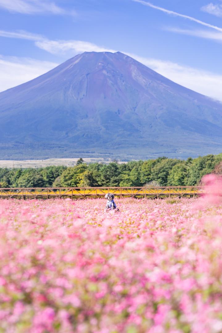 富士山と赤蕎麦の花