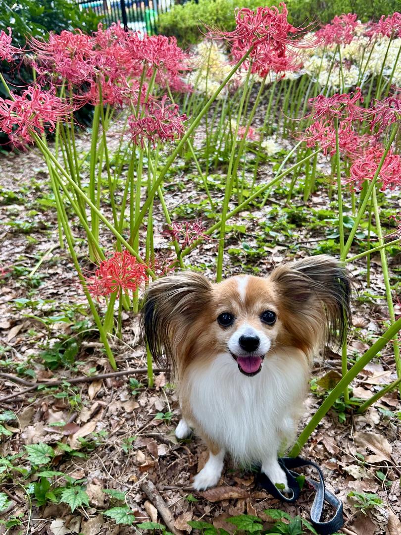 曼珠沙華見つけたよ