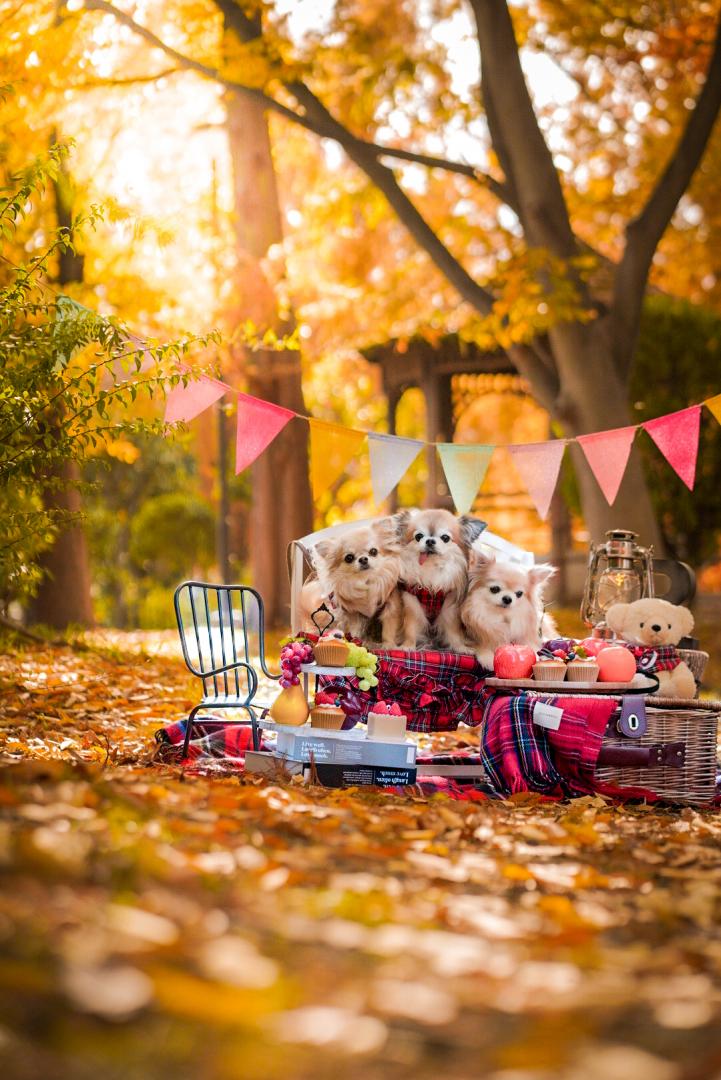 Autumn party