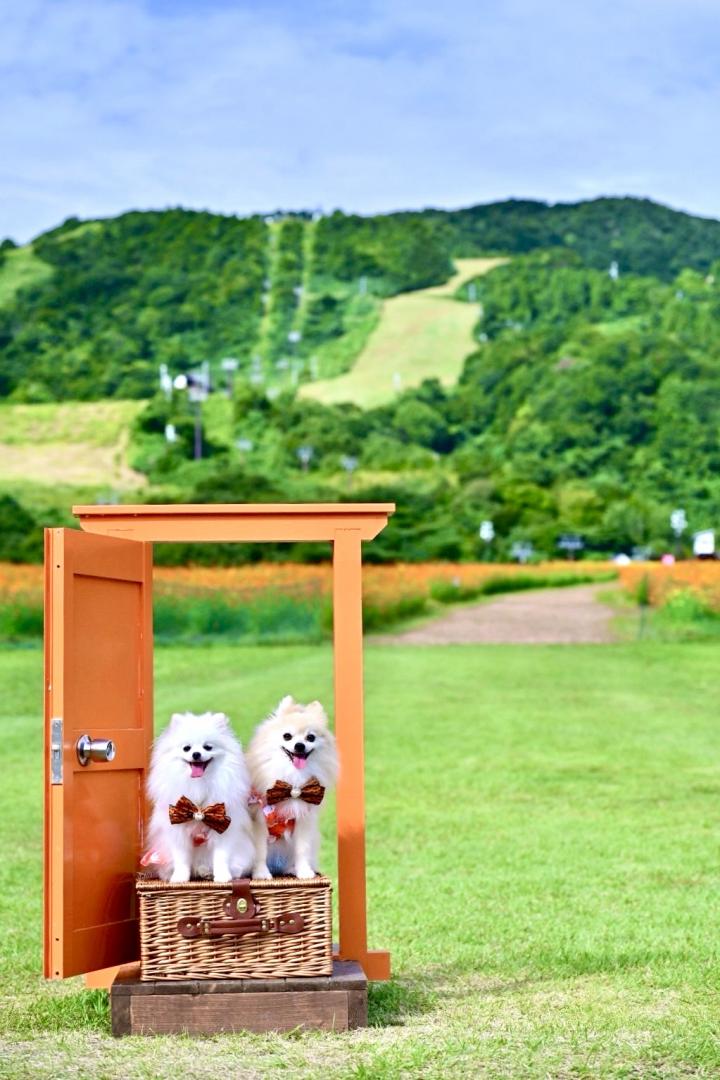 キバナコスモスの国へようこそ