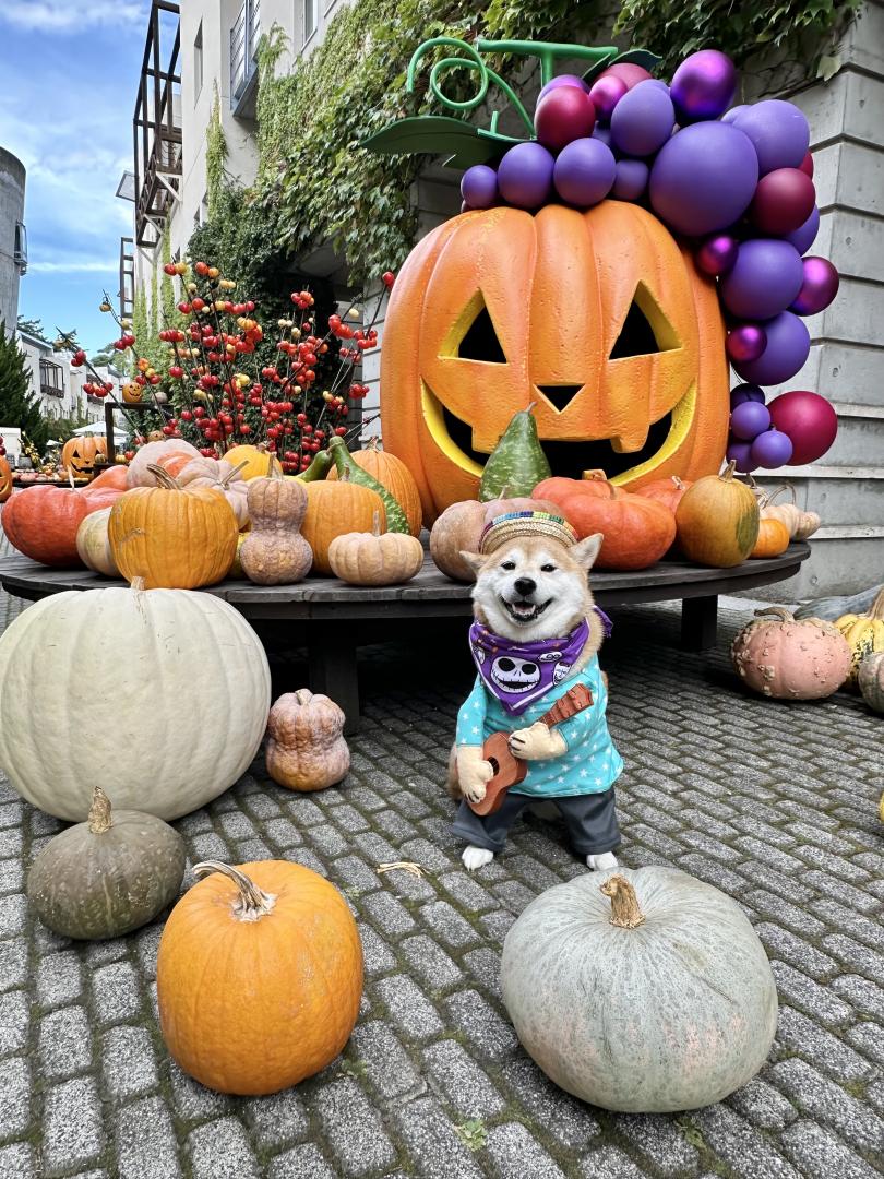 ハロウィンライブ