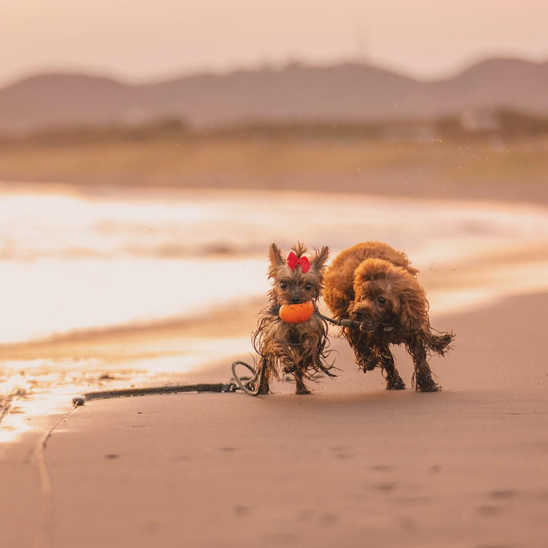 美しい夕焼け