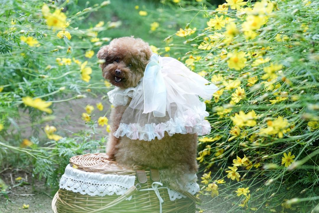 我が家の妖精ちゃん