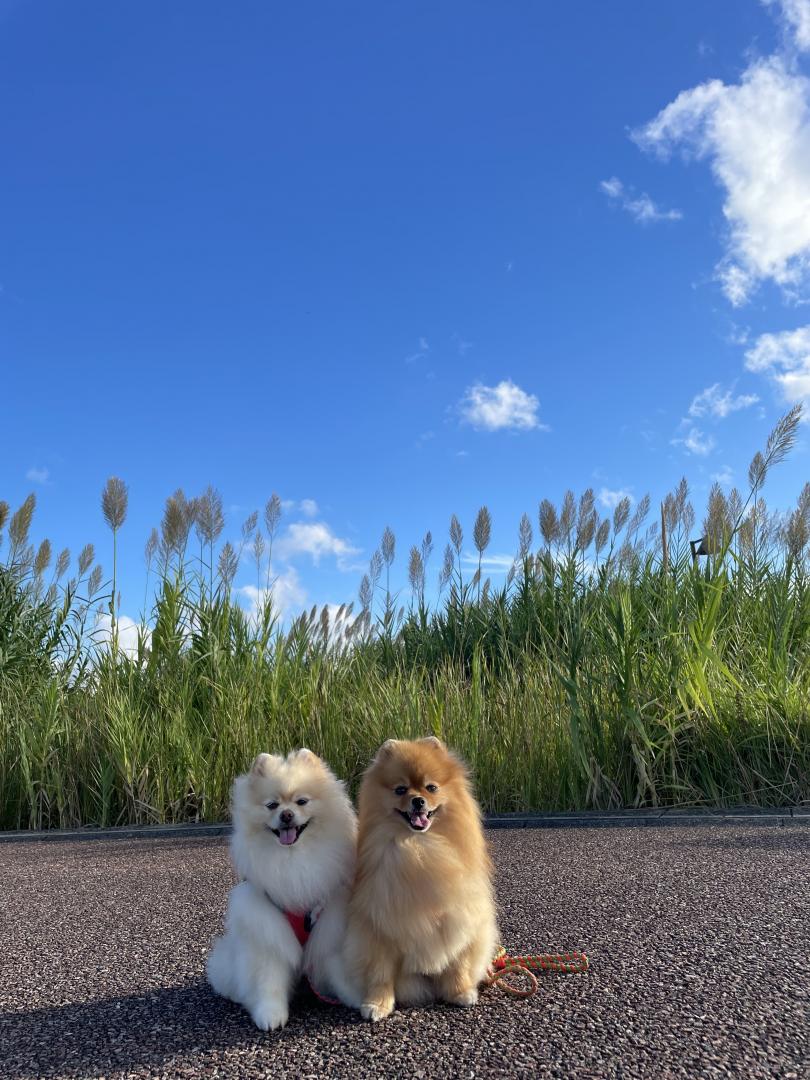 くぅりくとススキ