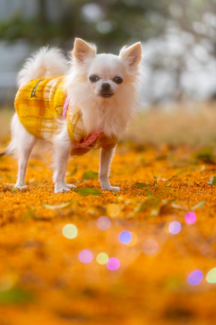 金木犀の絨毯