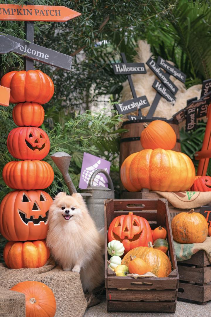 街角ハロウィン
