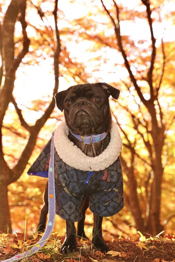紅葉狩り