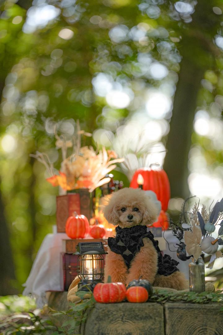 森のハロウィン