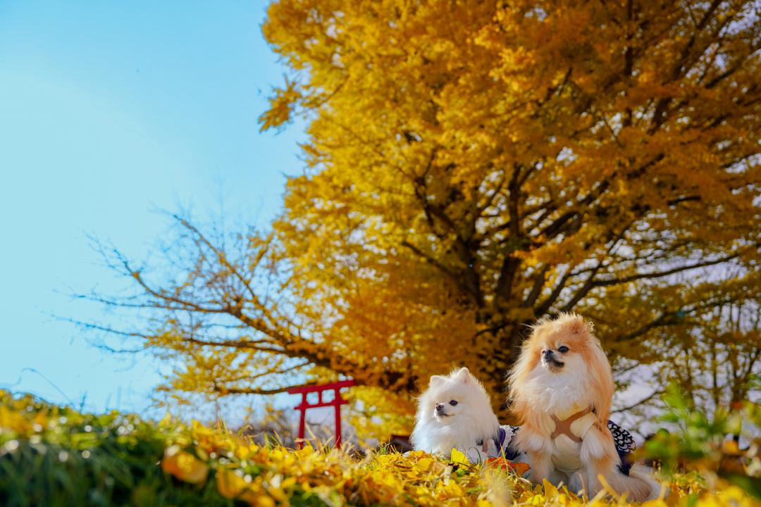 白幡のイチョウとイチとコッペ