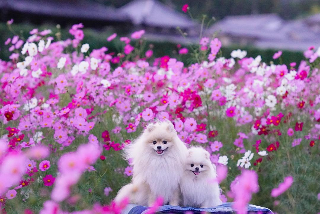 秋風に揺れる秋桜と毛