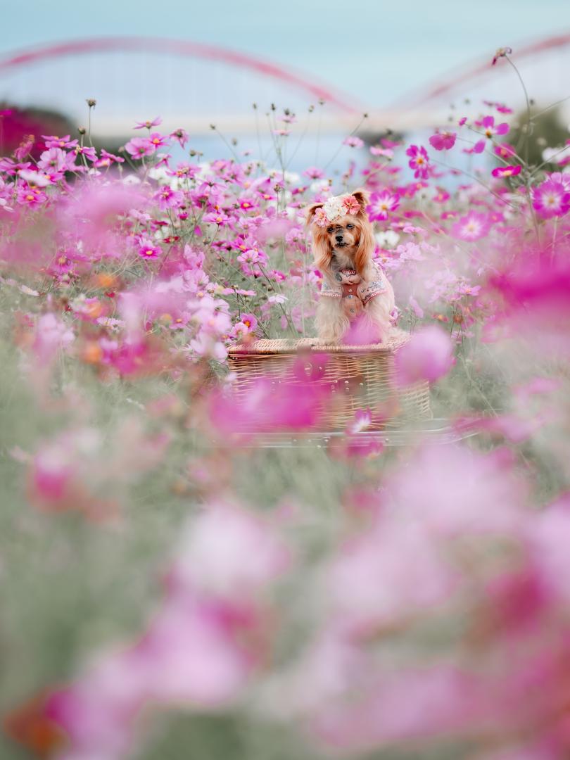 ピンク秋桜