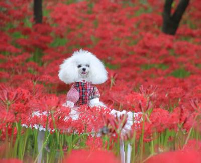 満開の曼珠沙華