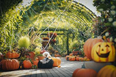 trick or treat