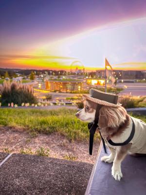 夕暮れのモリコロパーク