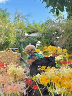 曼珠沙華に包まれて