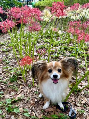 曼珠沙華見つけたよ