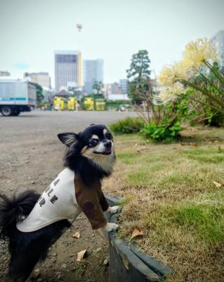 お散歩。