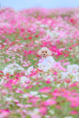 コスモスと青空と